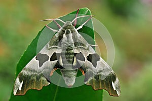 A moth