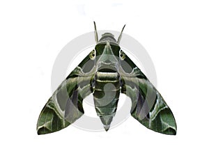 Moth