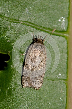 Moth Agonopteryx sp