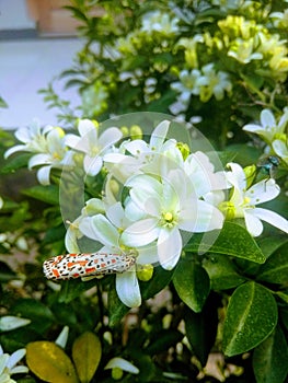 Moth and beautiful & x22;kemuning& x22; flower