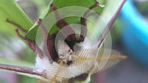 A moth with big antennae on green leaves