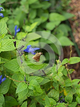 Moth on a Black Blue Silvia Plant