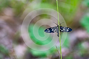 Moth on a blade of grass