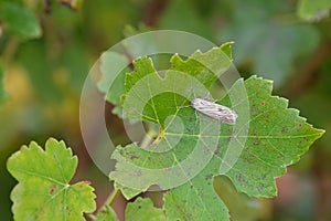 Moth in brown and gray wings on green leaf. Dangerous pest of gr