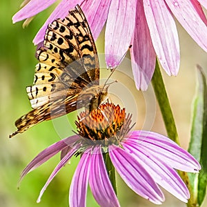 Moth, Butterfly on Purple Coneflowers photo