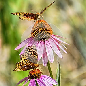 Moths, Butterflies on Purple Coneflowers photo