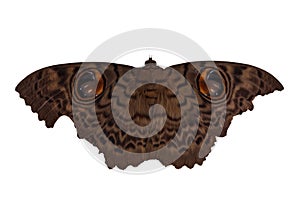 Moth butterfly, giant silk moth butterfly on white background