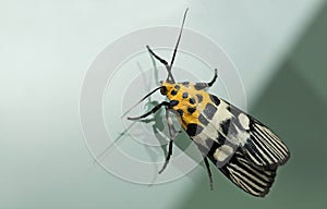 Moth, Butterfly at night, Moth in thailand