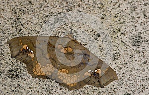 Moth, Butterfly at night, Moth in thailand