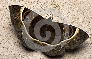 Moth, Butterfly at night, Moth in thailand