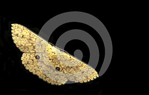 Moth, Butterfly at night, Moth in thailand