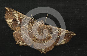 Moth, Butterfly at night, Moth in thailand