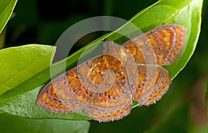 Moth, Butterfly at night, Moth in thailand