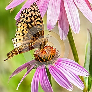 Moth, Butterfly on Purple Coneflowers