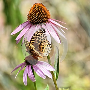 Moth, Butterfly on Purple Coneflowers photo
