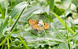 Moth Butterfly Rhopalocera Insect Animal on Green Plant Leaves. Nature Blooms