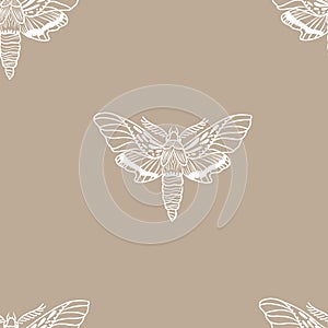 Moth butterfly seamless pattern. Beautiful vector background with night butterfly.