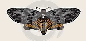 Moth or butterfly. Vintage Retro night-fly or mole. Hand drawn engraved monochrome sketch for labels or posters, tattoo