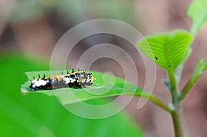 Moth caterpillar