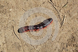 Moth caterpillar