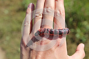 Moth caterpillar
