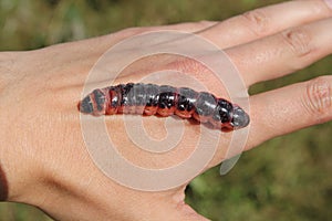 Moth caterpillar