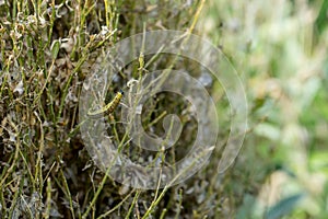 moth caterpillar eats the box tree bare
