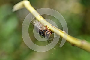 Moth caterpillar portrait closeup