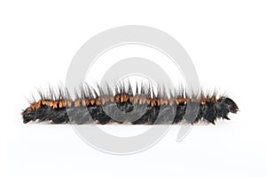 Moth caterpillar
