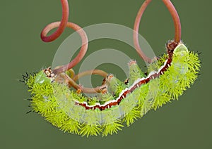 Moth caterpillar on vine 2