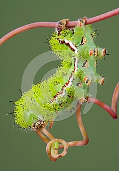 Moth Caterpillar on Vine