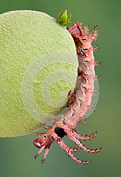 Moth Caterpillar on walnut