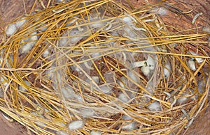 Moth caterpillars pupate. Cocoons are used for the silk production