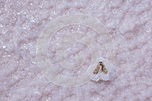 Moth caught in salt on a lake surface.