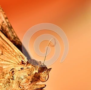 Moth. Close photo of moth shows distinctive red eyes and hooked white stripe