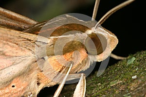Moth closeup photo