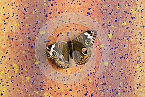 Moth on colored wall