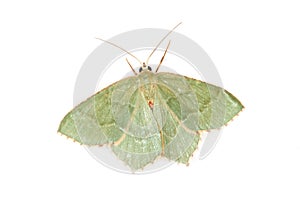 Moth, Common Emerald (Hemithea aestivaria)