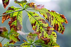 Moth damaged horse-chestnut tree ;Aesculus hippocastanum; leaves