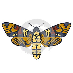 Moth dead head Isolated on a white background. Vector graphics