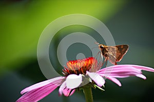 Moth drinking from pink cone flower.