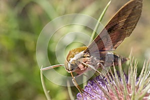 moth extracting nectar from a thistle