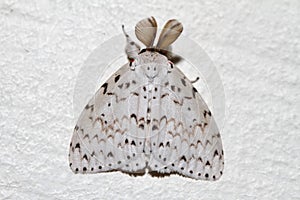 Moth photo