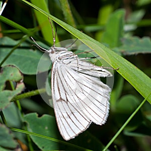 Moth of the family Geometridae called Black-veined moth