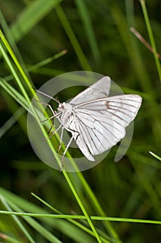 Moth of the family Geometridae called Black-veined moth