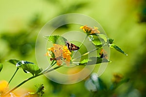 Moth feeding on yellow lantana