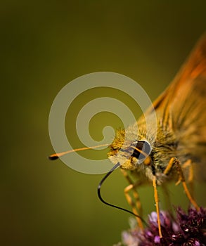 Moth on flower