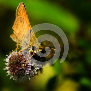 Moth on flower