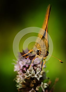 Moth on flower