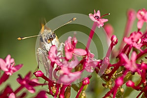 Moth on flower with antennae.